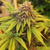 feminized seeds bred by annunaki genetics sweet and sultry