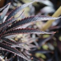 dream come true cannabis double-serrated leaf