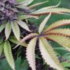 leaf fade sweet and sultry marijuana seeds
