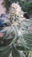 white lavender cannabis plant