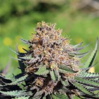 scentimental cannabis buds