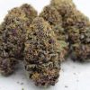 scentimental cannabis seeds bred by annunaki genetics