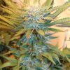 sangue amore mmj seeds bleed red