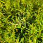sri lanka cottonmouth marijuana seeds