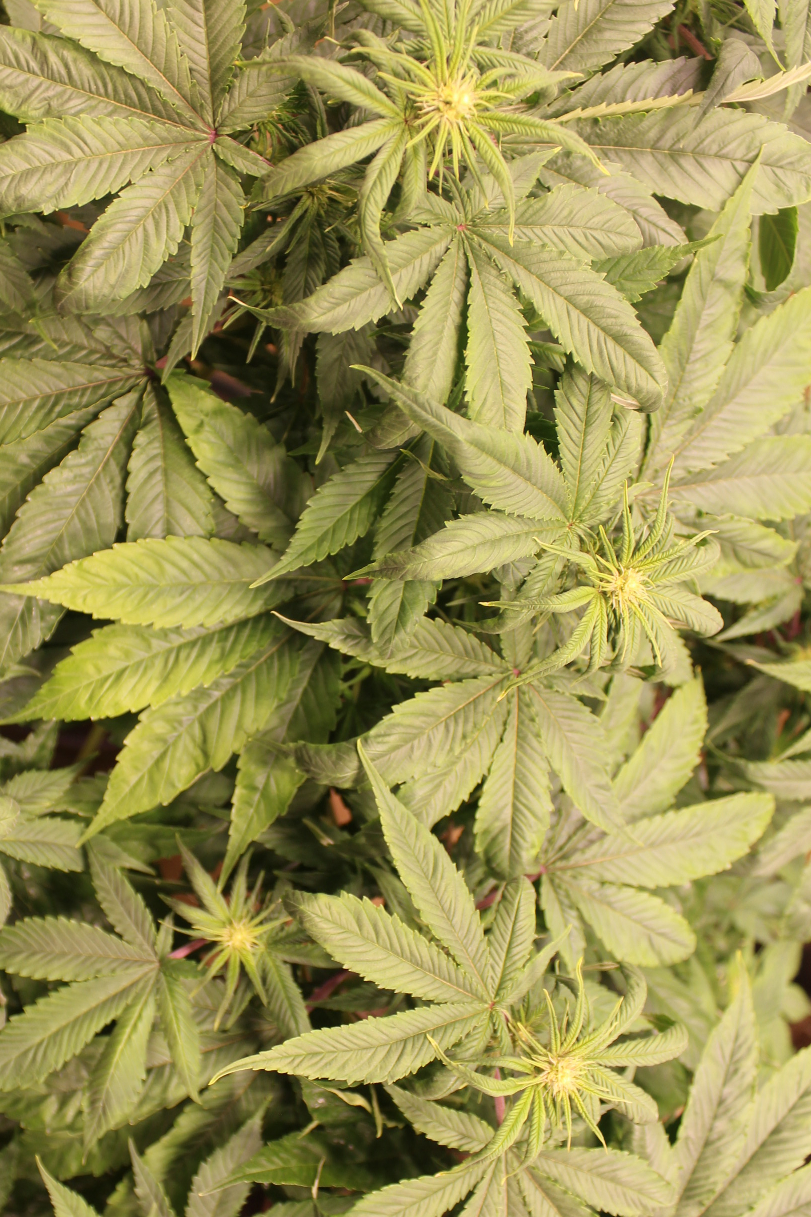 Non-serrate leaf mutant marijuana plant