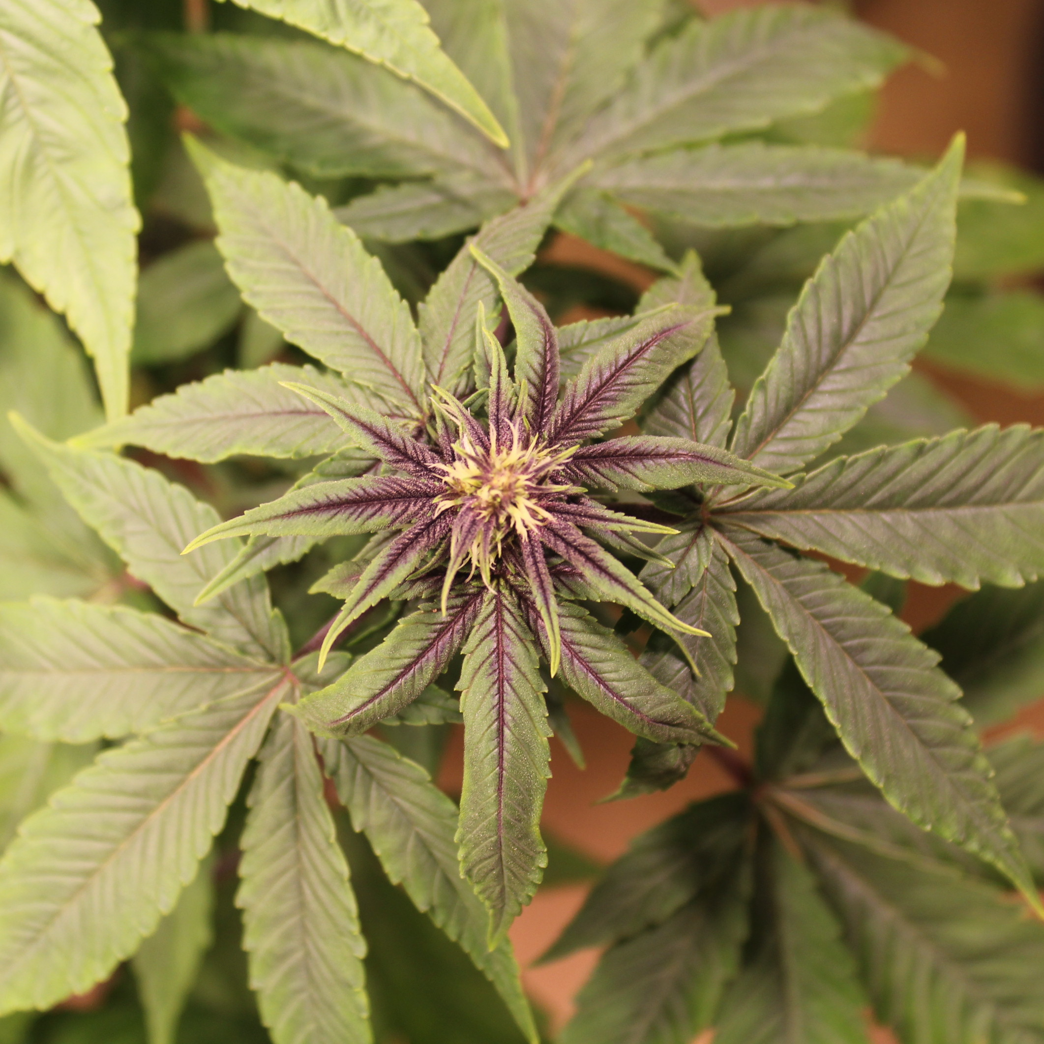 Purple Smooth Leaf cannabis seeds