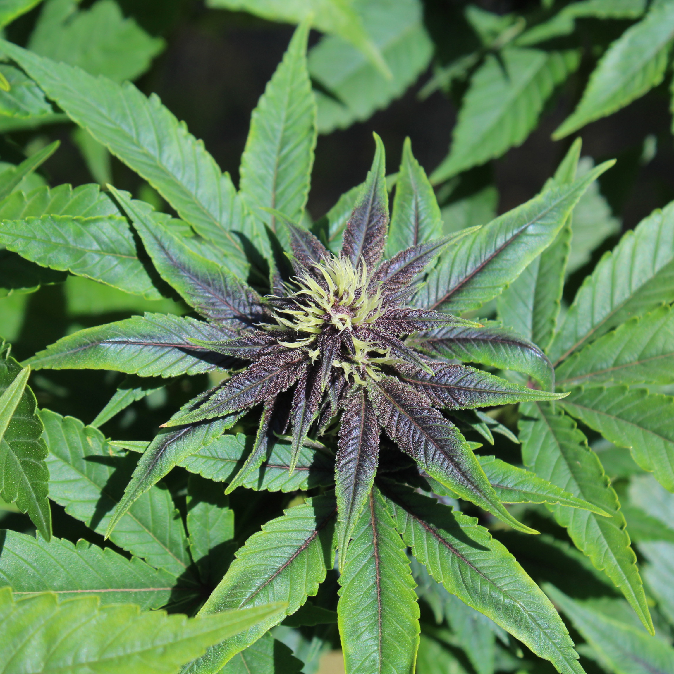 Mutant cannabis plant- Purple Smooth Leaf