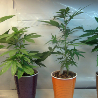 AVAILABLE CLONES