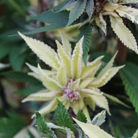 bicolor cannabis plant