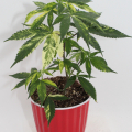 variegated cannabis clone, bred by Annunaki Genetics