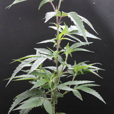 Good Heavens rooted cannabis clone | Anunnaki Genetics