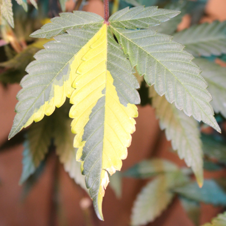 Variegated marijuana leaf