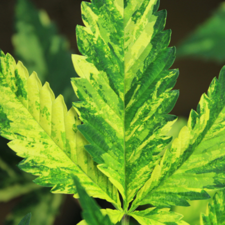 mmj leaf marijuana plant