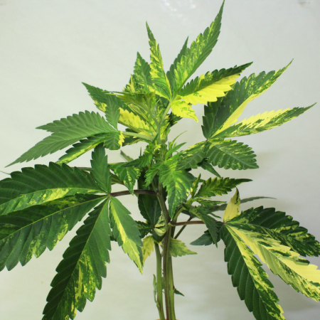Unrooted variegated cannabis cuttings