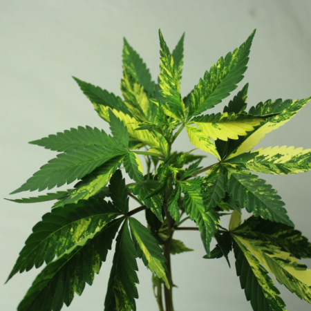 Unrooted variegated marijuana plant