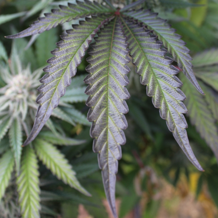 Paradisiac marijuana plant