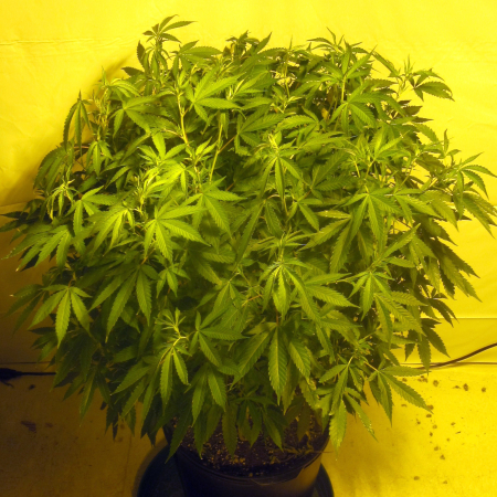 Orange Kush cannabis seeds