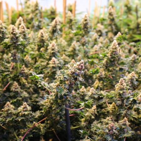 ABC cannabis plant
