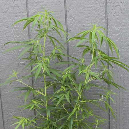 Punto Rojo marijuana plant, rooted male