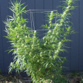 Purple Columbian marijuana rooted plant