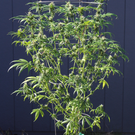 Rooted cannabis clone Pelo Rojo landrace