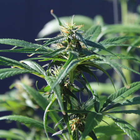 Pelo Rojo female cannabis plant