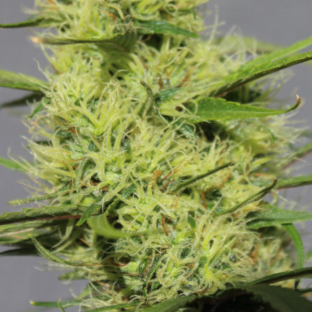 Purple Colombia cannabis seeds