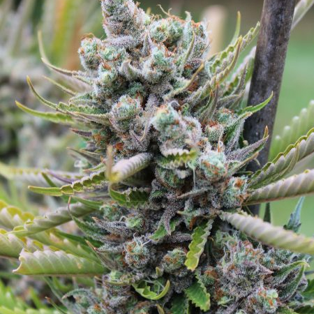 Lemon Cheesecake cannabis plant
