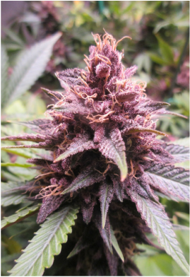 Huckleberry Hound cannabis crosses